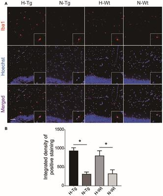 Acute Hypoxia Induced an Imbalanced M1/M2 Activation of Microglia through NF-κB Signaling in Alzheimer’s Disease Mice and Wild-Type Littermates